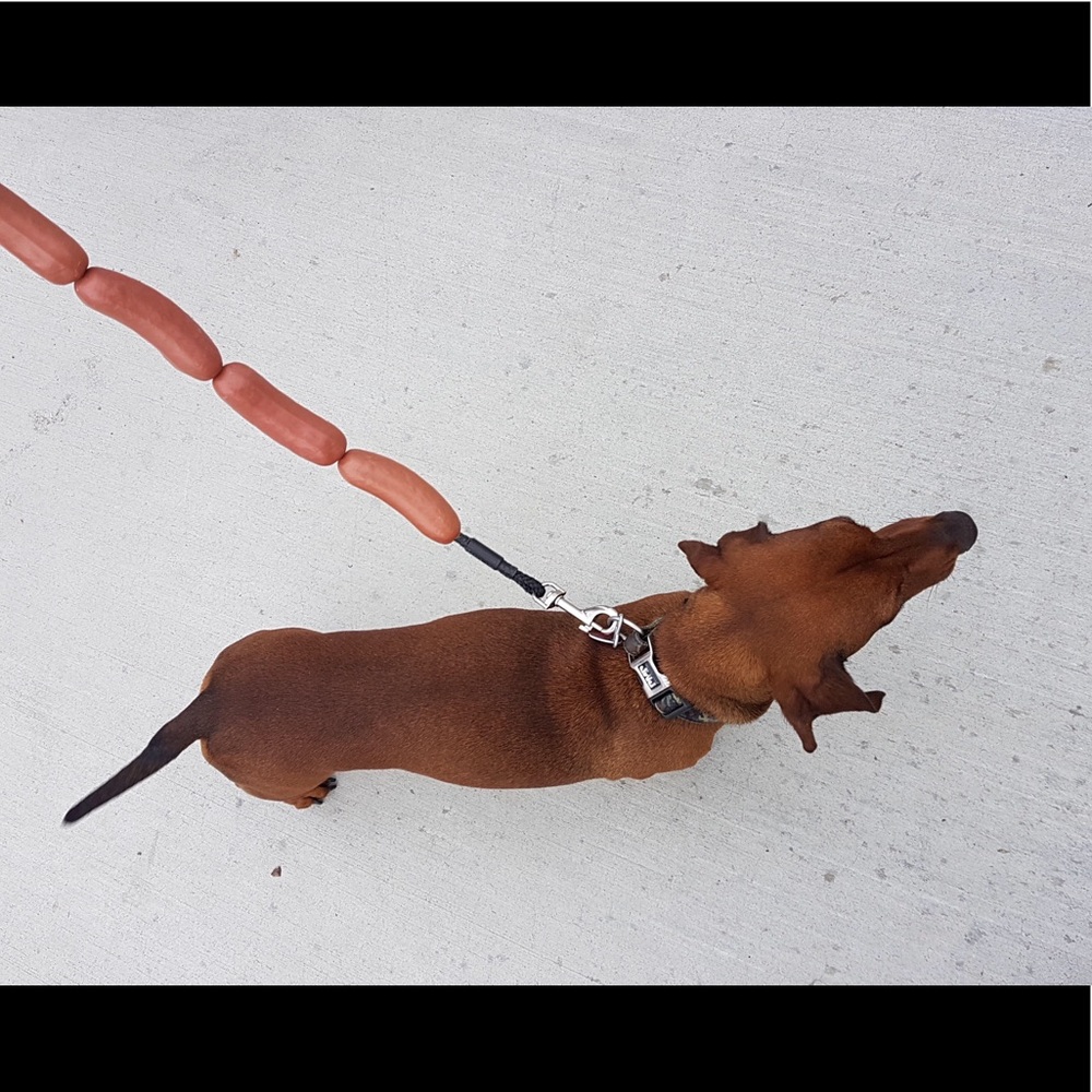 Hot dog leash!